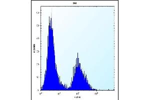 CLDN2 Antibody (C-term ) (ABIN656563 and ABIN2845823) flow cytometric analysis of 293 cells (right histogram) compared to a negative control cell (left histogram). (Claudin 2 抗体  (C-Term))