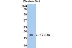 Western Blotting (WB) image for anti-Retinol Binding Protein 1, Cellular (RBP1) (AA 2-135) antibody (ABIN1078474) (RBP1 抗体  (AA 2-135))