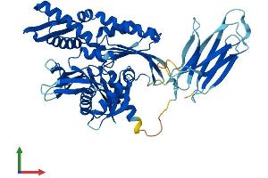 Protein Structure (PS) image for Heat Shock 70kDa Protein 14 (HSPA14) (AA 1-509) protein (His tag) (ABIN7560394)