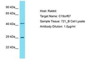 Image no. 1 for anti-Chromosome 19 Open Reading Frame 67 (C19ORF67) (N-Term) antibody (ABIN6750822) (C19ORF67 抗体  (N-Term))