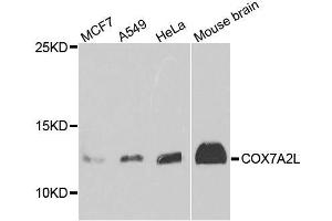 Western blot analysis of extracts of various cell lines, using COX7A2L antibody. (COX7A2L 抗体  (AA 1-114))