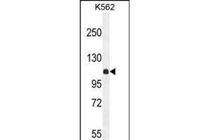 KIL Antibody (N-term) (ABIN654924 and ABIN2844567) western blot analysis in K562 cell line lysates (35 μg/lane). (KIAA1324-Like 抗体  (N-Term))