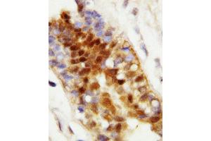 Immunohistochemistry (IHC) image for anti-Heat Shock 70kDa Protein 8 (HSPA8) (AA 13-31), (N-Term) antibody (ABIN3044300)