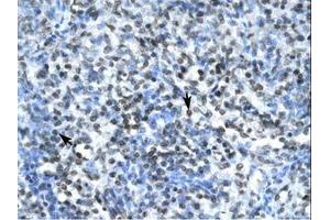 Image no. 1 for anti-Claudin 17 (CLDN17) (AA 103-152) antibody (ABIN202084) (Claudin 17 抗体  (AA 103-152))