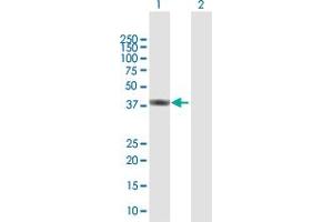Western Blot analysis of ATP6V1C2 expression in transfected 293T cell line by ATP6V1C2 MaxPab polyclonal antibody. (ATP6V1C2 抗体  (AA 1-381))