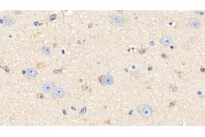Detection of PRDX6 in Bovine Cerebrum Tissue using Polyclonal Antibody to Peroxiredoxin 6 (PRDX6) (Peroxiredoxin 6 抗体  (AA 1-224))