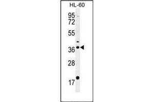 Western blot analysis of OR2W3 Antibody (C-term) in HL-60 cell line lysates (35ug/lane). (OR2W3 抗体  (C-Term))