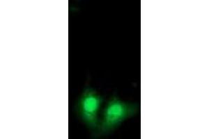 Immunofluorescence (IF) image for anti-Exosome Component 7 (EXOSC7) antibody (ABIN1498143) (EXOSC7 抗体)