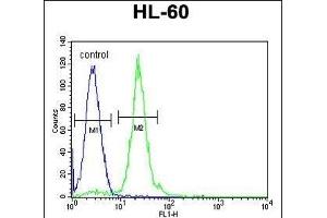 CPT1C Antibody (C-term) (ABIN655406 and ABIN2844952) flow cytometric analysis of HL-60 cells (right histogram) compared to a negative control cell (left histogram). (CPT1C 抗体  (C-Term))