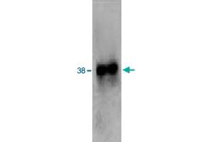 Western blot analysis of extracts from HL-60 cells using FPR2 polyclonal antibody . (FPR2 抗体  (2nd Extracellular Loop))