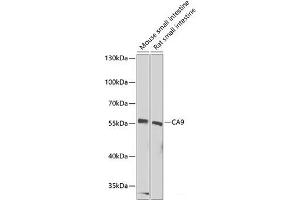 Western blot analysis of extracts of various cell lines using CA9 Polyclonal Antibody at dilution of 1:1000. (CA9 抗体)