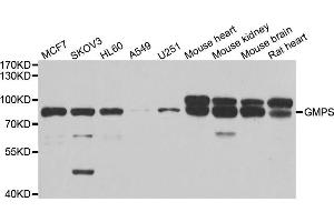 Western blot analysis of extracts of various cell lines, using GMPS antibody. (GMP Synthase 抗体)