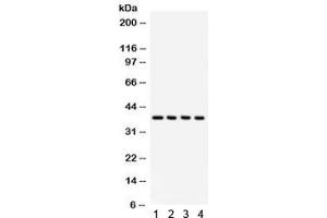 Western blot testing of 1) rat testis, 2) mouse testis, 3) human HeLa and 4) 293 lysate with JAB1 antibody.