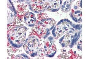 Anti-C1S / Complement C1s antibody IHC staining of human placenta. (C1S 抗体)