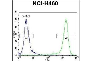 C10orf72 Antibody (Center) (ABIN655143 and ABIN2844765) flow cytometric analysis of NCI- cells (right histogram) compared to a negative control cell (left histogram). (VSTM4 抗体  (AA 142-170))