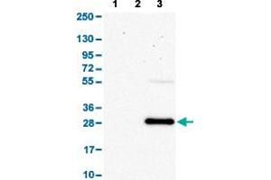 Western Blot analysis with SLAMF7 polyclonal antibody . (SLAMF7 抗体  (AA 253-323))