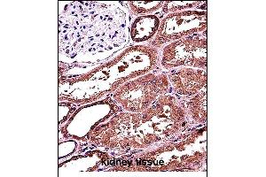 RANBP3L Antibody (Center) (ABIN657684 and ABIN2846676) immunohistochemistry analysis in formalin fixed and paraffin embedded human kidney tissue followed by peroxidase conjugation of the secondary antibody and DAB staining. (RANBP3L 抗体  (AA 137-165))