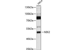 Western blot analysis of extracts of HeLa cells, using NEK2 antibody  at 1:1000 dilution. (NEK2 抗体  (C-Term))