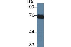 Western blot analysis of Human Raji cell lysate, using Human HSPA1L Antibody (3 µg/ml) and HRP-conjugated Goat Anti-Mouse antibody ( (TPSAB1 抗体  (AA 161-262))