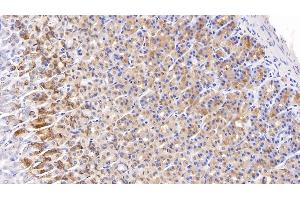 Detection of NGAL in Rat Stomach Tissue using Monoclonal Antibody to Neutrophil gelatinase-associated lipocalin (NGAL) (Lipocalin 2 抗体  (AA 21-198))