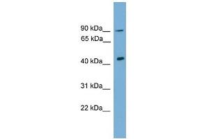 WB Suggested Anti-Dmrt1 Antibody Titration:  0. (DMRT1 抗体  (C-Term))