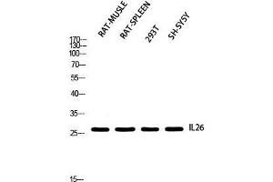 Western Blot (WB) analysis of Rat Muscle Rat SPLEEN 293T SH-SY5Y using IL26 antibody. (IL-26 抗体)