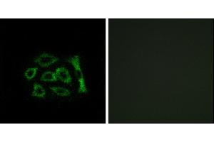 Immunofluorescence analysis of A549 cells, using ERD22 antibody. (KDELR2 抗体)