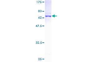 DNAJB1 Protein (AA 1-340) (GST tag)