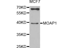 Western blot analysis of extracts of MCF-7 cells, using MOAP1 antibody (ABIN5974997) at 1/1000 dilution. (MOAP1 抗体)