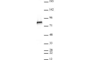 NCAPH2 antibody (mAb) (Clone 5F2G4) tested by Western blot. (NCAPH2 抗体)