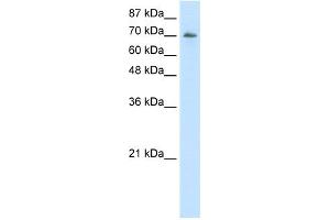 WB Suggested Anti-ILF3 Antibody Titration:  2. (Interleukin enhancer-binding factor 3 (ILF3) (C-Term) 抗体)