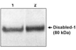 Image no. 1 for anti-Disabled Homolog 1 (Drosophila) (DAB1) (N-Term) antibody (ABIN264969) (DAB1 抗体  (N-Term))