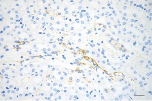 Immunohistochemistry was performed on paraffin-embedded mouse kidney using TNF receptor associated protein 1 antibody (ABIN7800567), 1:200). (Recombinant TRAP1 抗体)