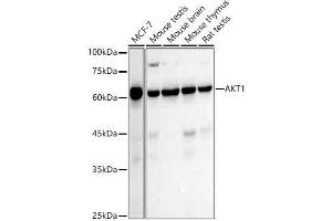 Western blot analysis of extracts of various cell lines, using  antibody (ABIN7271243) at 1:1000 dilution. (AKT1 抗体)