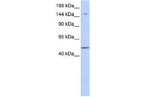 PRDM15 antibody used at 1 ug/ml to detect target protein. (PRDM15 抗体  (Middle Region))