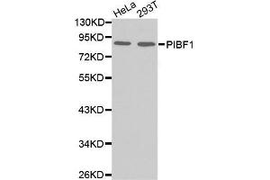 Western blot analysis of extracts of various cell lines, using PIBF1 antibody. (PIBF1 抗体)