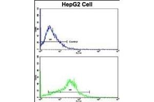 Flow cytometric analysis of HepG2 cells using P Antibody (N-term)(bottom histogram) compared to a negative control cell (top histogram). (APP 抗体  (N-Term))