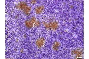 Formalin-fixed and paraffin embedded mouse spleen labeled with Anti-TXNRD1 Polyclonal Antibody, Unconjugated (ABIN1386102) at 1:200 followed by conjugation to the secondary antibody and DAB staining (TXNRD1 抗体  (AA 451-550))