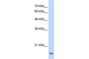 Western Blotting (WB) image for anti-Transcription Factor MafG (Mafg) antibody (ABIN2461656) (Mafg 抗体)