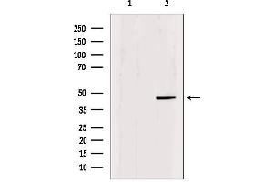 Western blot analysis of extracts from mouse brain, using Oct-6 Antibody. (POU3F1 抗体  (Internal Region))