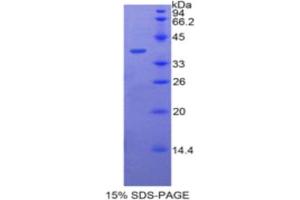 SDS-PAGE analysis of Human BPI Protein. (BPI 蛋白)
