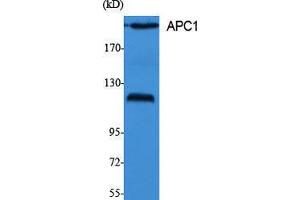 Western Blotting (WB) image for anti-Anaphase Promoting Complex Subunit 1 (ANAPC1) (Internal Region) antibody (ABIN3183311) (APC1 抗体  (Internal Region))