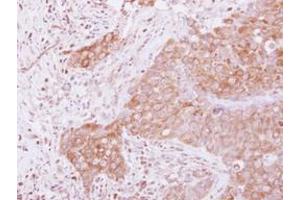 Image no. 1 for anti-G1 To S Phase Transition 1 (GSPT1) (AA 1-637) antibody (ABIN1498536) (GSPT1 抗体  (AA 1-637))