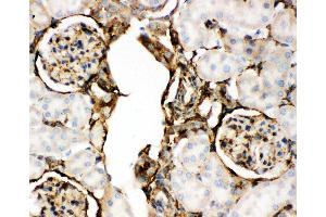 Anti-Annexin V Picoband antibody,  IHC(P): Rat Kidney Tissue (Annexin V 抗体  (AA 2-320))