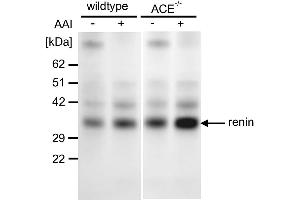 Western blot from kidney tissue using an antibody against against renin in the wildtype and ACE−/− mice treated with vehicle or aristolochic acid I (AAI). (Renin 抗体  (AA 22-402))
