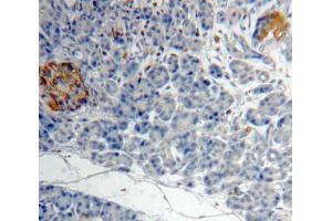 IHC-P analysis of Kidney tissue, with DAB staining. (ACVA 抗体  (AA 44-178))