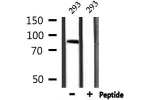 Western blot analysis of extracts from 293, using AKAP2 Antibody. (AKAP2 抗体  (N-Term))