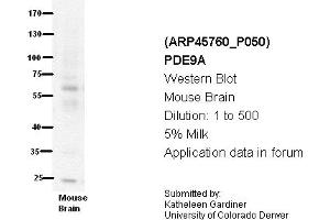 Image no. 1 for anti-phosphodiesterase 9A (PDE9A) (N-Term) antibody (ABIN2782354) (PDE9A 抗体  (N-Term))