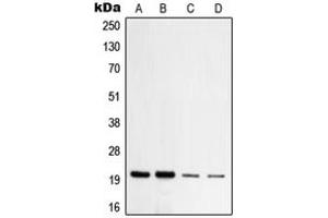 Western blot analysis of TOM20 expression in HeLa (A), HepG2 (B), NIH3T3 (C), PC12 (D) whole cell lysates. (TOMM20 抗体  (Center))