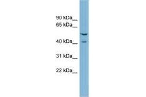 Image no. 1 for anti-Ets2 Repressor Factor (ERF) (N-Term) antibody (ABIN6742012) (ERF 抗体  (N-Term))